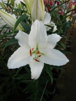 [5322 Mandaro VWS No01.JPG]